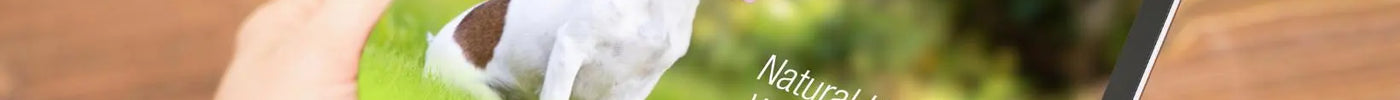 Unleash Profit Potential: Why Owning a Pet Accessory Shopify Online Store Is a Great Business Opportunity tyack-ecomm-solutions