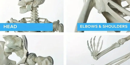 Life Size Standing Skeleton with Movable Joints