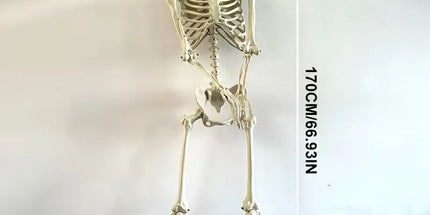 Life Size Standing Skeleton with Movable Joints
