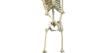 Life Size Standing Skeleton with Movable Joints