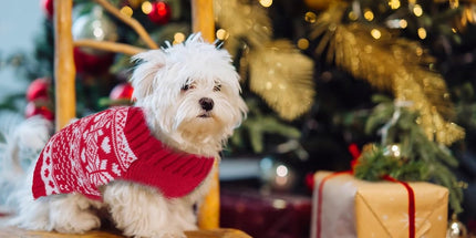 Dog Sweater - Christmas Dog Sweaters - Sleeveless Dog Sweaters - Dog Coat - Warm Autumn and Winter Puppy Sweater - Ugly Sweater - Perfect for Small Dogs - Dog - Medium - New Year's Holidays - XL