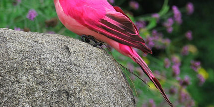 Fake Parrot, 10 x 0.4 Inch Realistic Artificial Birds Model, Fade Birds for Garden Patio Yard Lawns Tropical Tree Wall, Decorative Birds Pink