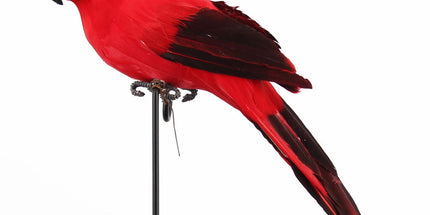 Fake Parrot, 10 x 0.4 Inch Realistic Artificial Birds Model, Fade Birds for Garden Patio Yard Lawns Tropical Tree Wall, Decorative Birds Red