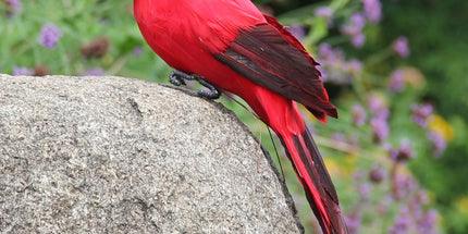Fake Parrot, 10 x 0.4 Inch Realistic Artificial Birds Model, Fade Birds for Garden Patio Yard Lawns Tropical Tree Wall, Decorative Birds Red