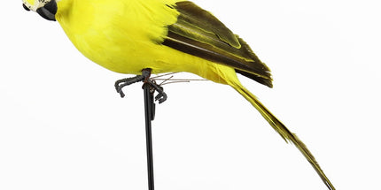 Fake Parrot, 10 x 0.4 Inch Realistic Artificial Birds Model, Fade Birds for Garden Patio Yard Lawns Tropical Tree Wall, Decorative Birds Yellow