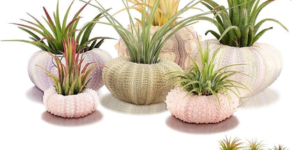 5 Pcs Mini Sea Urchin Shell Air Plant Holders,Decorative Hanging Air Plant Pot, Tillandsia Succulent Display Container for Home Gardening Gifts Beach Theme Party Decors, No Plants