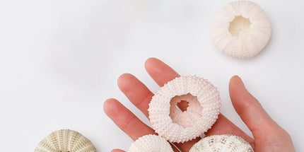 5 Pcs Mini Sea Urchin Shell Air Plant Holders,Decorative Hanging Air Plant Pot, Tillandsia Succulent Display Container for Home Gardening Gifts Beach Theme Party Decors, No Plants