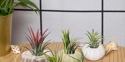 5 Pcs Mini Sea Urchin Shell Air Plant Holders,Decorative Hanging Air Plant Pot, Tillandsia Succulent Display Container for Home Gardening Gifts Beach Theme Party Decors, No Plants