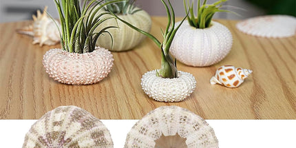 5 Pcs Mini Sea Urchin Shell Air Plant Holders,Decorative Hanging Air Plant Pot, Tillandsia Succulent Display Container for Home Gardening Gifts Beach Theme Party Decors, No Plants