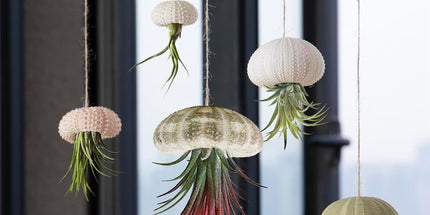 5 Pcs Mini Sea Urchin Shell Air Plant Holders,Decorative Hanging Air Plant Pot, Tillandsia Succulent Display Container for Home Gardening Gifts Beach Theme Party Decors, No Plants