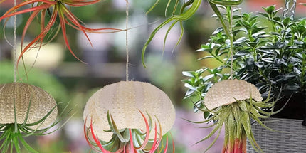 5 Pcs Mini Sea Urchin Shell Air Plant Holders,Decorative Hanging Air Plant Pot, Tillandsia Succulent Display Container for Home Gardening Gifts Beach Theme Party Decors, No Plants