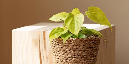 Woven Seagrass Plant Basket, Flower Pots Home Boho Decor, Storage Picnic Grocery Straw Bag for Plant Artificial Tree - 5.5"×8.7"×6.3 D