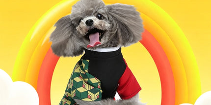 XL Size Valencia Sun Pet Costume, Fancy Dress for Halloween & Christmas, Lightweight for 7-10 kg Dogs and Cats