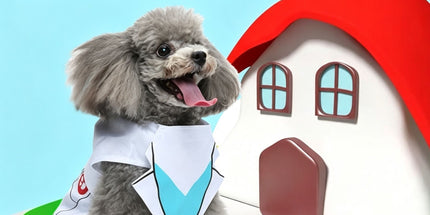 S Size Valencia Sun Pet Costume, Fancy Dress for Halloween & Christmas, Lightweight for 2-3 kg Dogs and Cats
