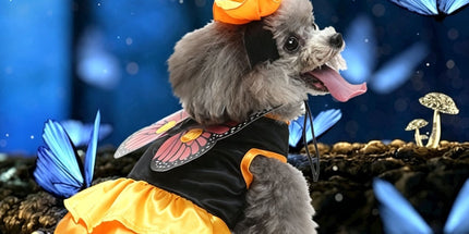 L Size Xenon Navy Pet Costume, Fancy Dress for Halloween & Christmas, Lightweight for 5-6.5 kg Dogs and Cats