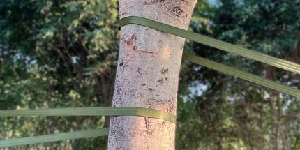Tree Support Strap, 65 Feet x 1 inch Tree Straps for Staking, Nylon Plant Tie Rope for Support, Straightening (2200 Lbs Strength, Green)