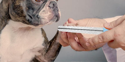 Electric Dog Nail Clippers for Dog Nail Grinders Rechargeable USB Charging Pet Quiet Cat Paws Nail
