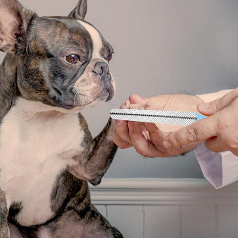 Electric Dog Nail Clippers for Dog Nail Grinders Rechargeable USB Charging Pet Quiet Cat Paws Nail