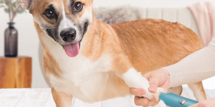 Electric Dog Nail Clippers for Dog Nail Grinders Rechargeable USB Charging Pet Quiet Cat Paws Nail