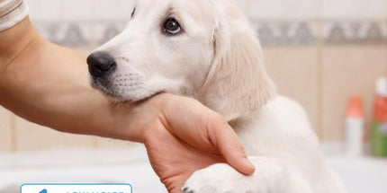 Electric Dog Nail Clippers for Dog Nail Grinders Rechargeable USB Charging Pet Quiet Cat Paws Nail