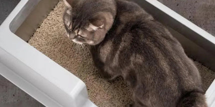 5-Piece Grey Cat Litter Box Set Tyack eCommerce Solutions