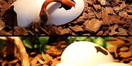 Reptile Hideout Plastic Cave Decorative Shelter for Lizard Snake Spider Habitat - Tree Pattern Set of 2