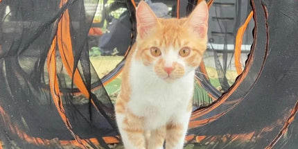 4pcs Outdoor Pet Enclosure Dog Cat Folding Tunnel Italian Combination Tent