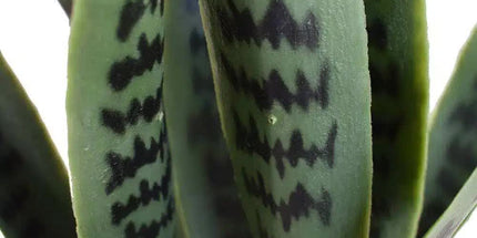 Artificial Snake Plant Sansevieria UV Resistant 60cm
