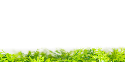 Mediterranean Fern Vertical Garden / Green Wall UV Resistant 1m x 1m