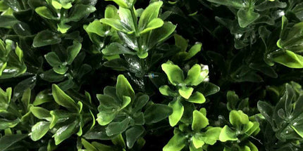 Artificial Topiary Shrub (Hedyotis) UV Resistant 50cm