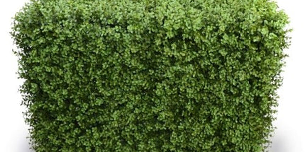 Deluxe Portable Buxus Hedge UV Resistant 100cm Long x 50cm High