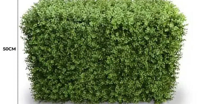 Deluxe Portable Buxus Hedge UV Resistant 100cm Long x 50cm High