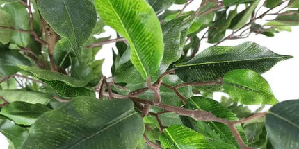 Artificial Potted Ficus Tree 160cm