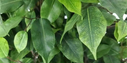 Artificial Potted Ficus Tree 160cm