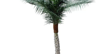 Tropical Phoenix Artificial Potted Palm Tree 190cm UV Resistant