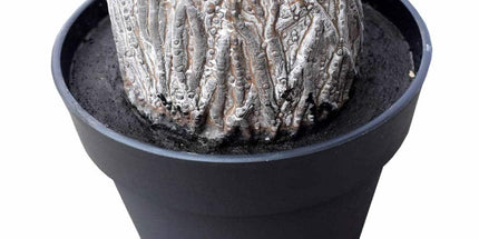 Tropical Phoenix Artificial Potted Palm Tree 190cm UV Resistant