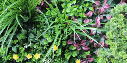 Luxury Country Fern Recycled Vertical Garden / Green Wall UV Resistant 100cm X 100cm