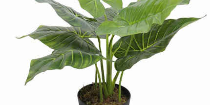 Artificial Potted Taro Plant / Elephant Ear 55cm