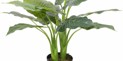 Artificial Potted Taro Plant / Elephant Ear 70cm