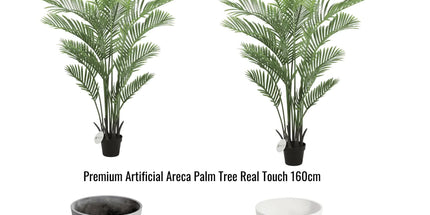 Premium Areca Palm Tree and Render Pot Bundle