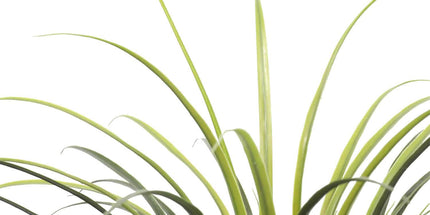 Potted Artificial Long Grass (Yucca Grass) 75cm UV Resistant