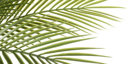 Artificial Parlour Palm Tree 180cm Multi Trunk UV Resistant
