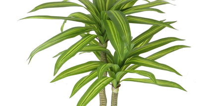 Artificial Multi Head Dracaena Tree with Mixed Green Leaves (Real Touch) 130cm