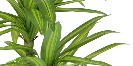 Artificial Multi Head Dracaena Tree with Mixed Green Leaves (Real Touch) 130cm