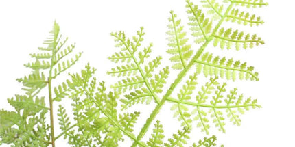 Faux Natural Fern Tree 90cm