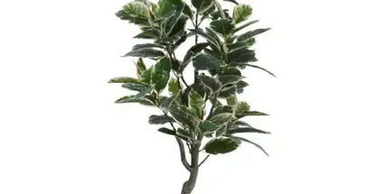 Artificial Bushy Variegated Ficus Tree (Rubber Tree) 120cm