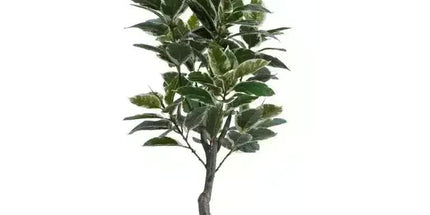 Artificial Bushy Variegated Ficus Tree (Rubber Tree) 120cm