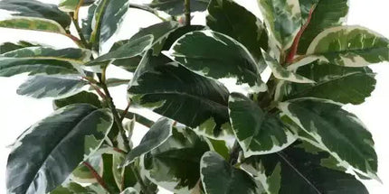 Artificial Bushy Variegated Ficus Tree (Rubber Tree) 120cm