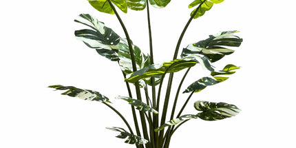 Premium Artificial Potted Monstera Albo 150cm