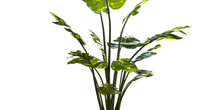 Premium Artificial Potted Monstera Albo 150cm